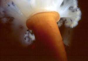 Metridium Fields, Monterey